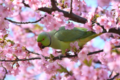 河津桜とインコ#1
