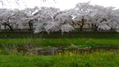 桜_野川_08