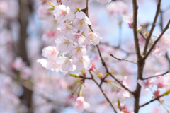 桜3_第八小学校