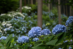 南沢あじさい山_14