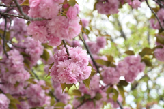 八重桜