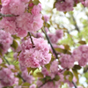 八重桜