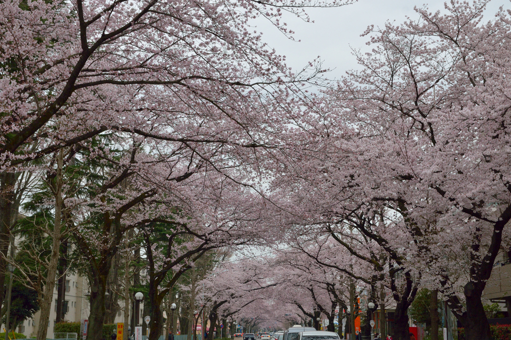 桜通り1