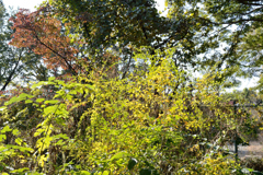 一橋祭_4