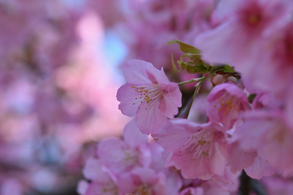 代々木公園_河津桜_09