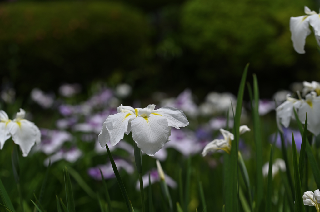 花しょうぶ_13