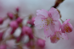 河津桜_代々木公園_08