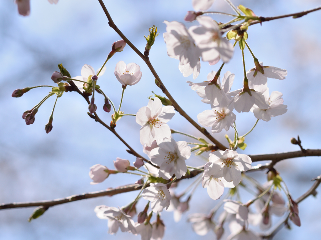 桜_NYC_06