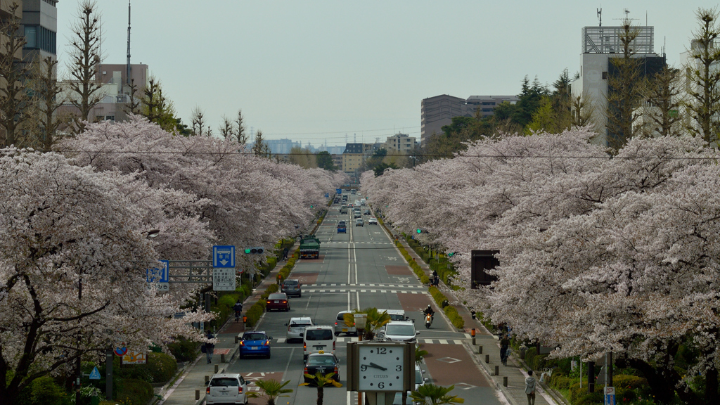 桜_国立大学通り_2