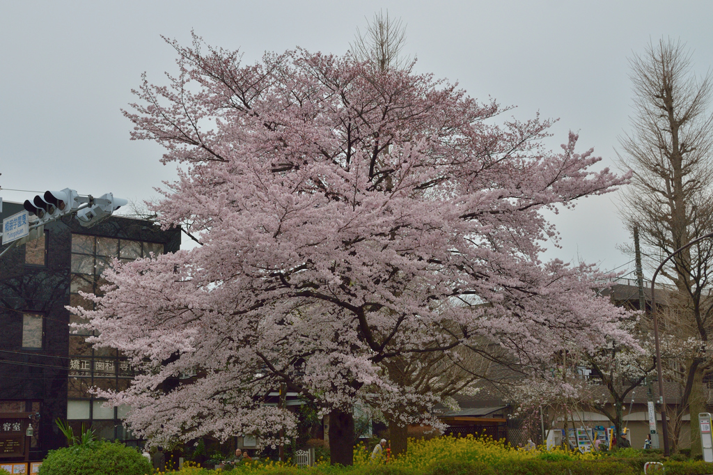 大学通り6