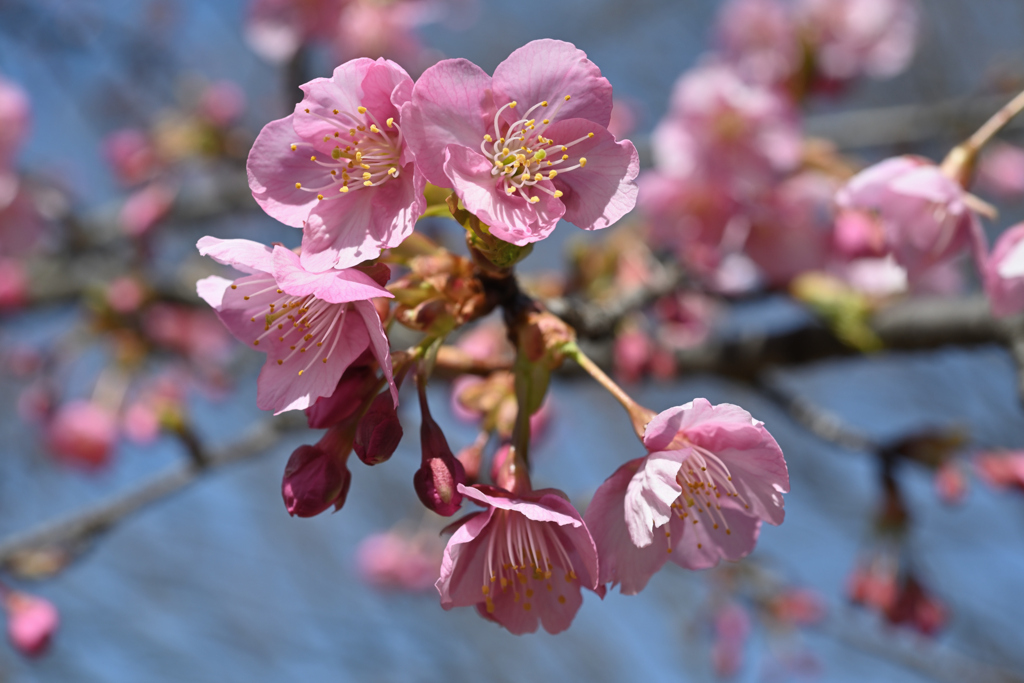 代々木公園_河津桜_03