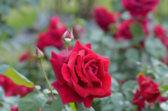 薔薇_17