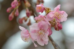 河津桜_12_代々木公園