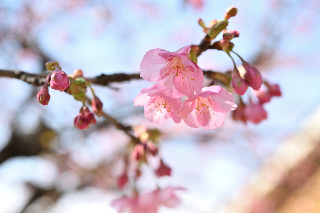 代々木公園_河津桜_04