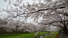 桜_野川_09