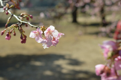 河津桜_代々木公園_08