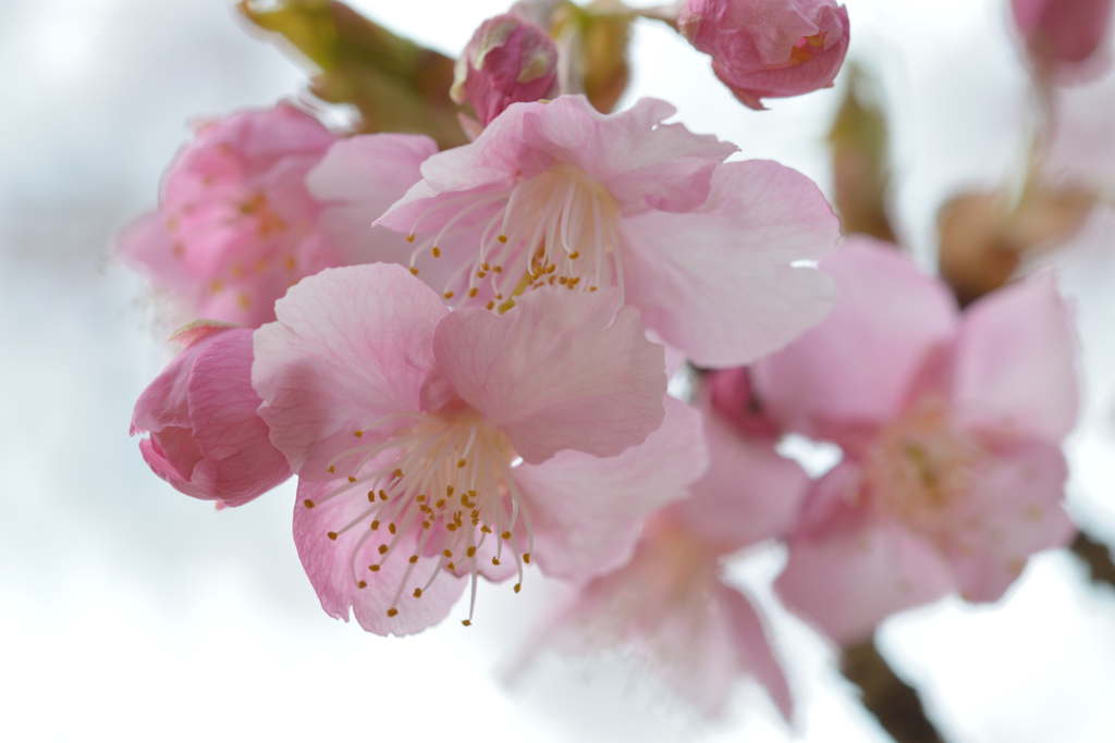 河津桜_09_代々木公園