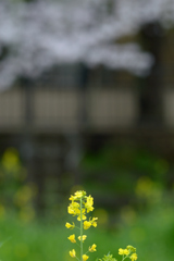 菜の花_野川