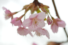 河津桜_08_代々木公園