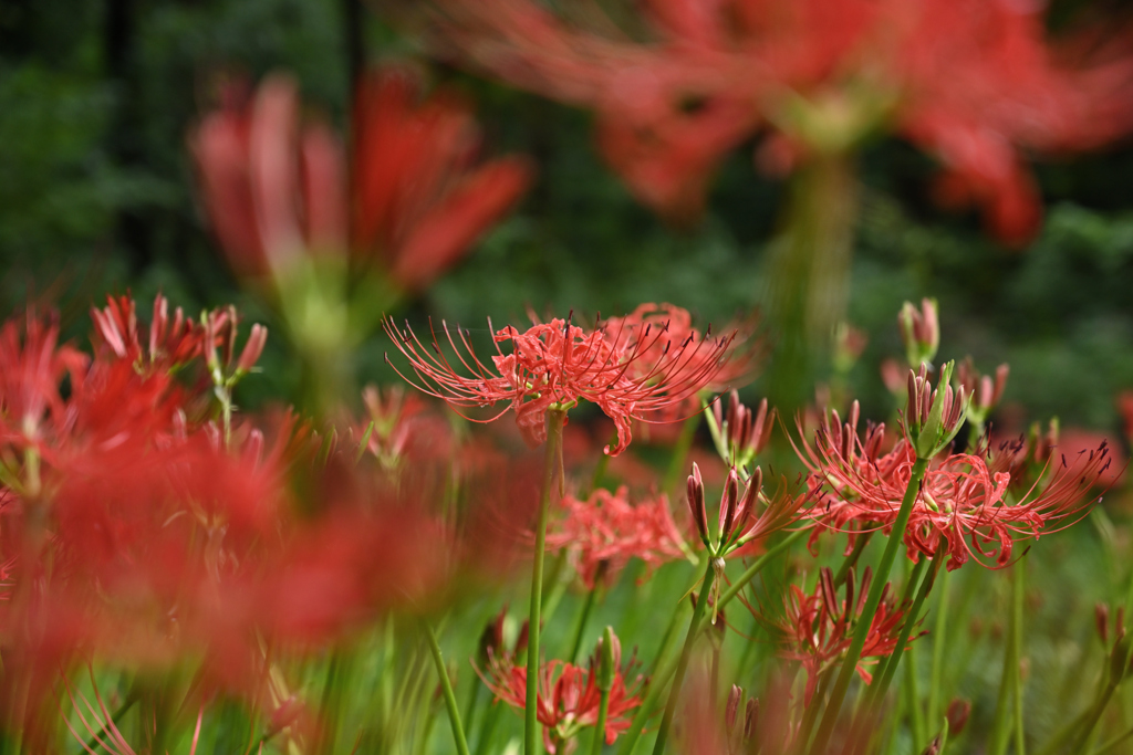曼珠沙華_06