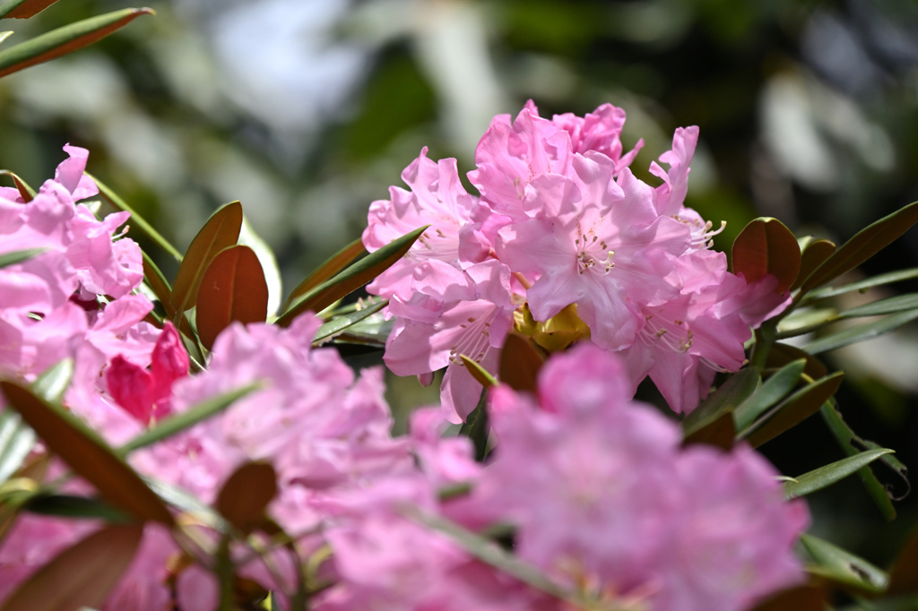 華季盛り