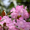 華季盛り