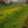 桜_野川_01