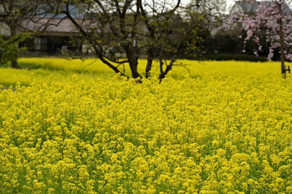 菜花に沈む