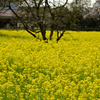 菜花に沈む