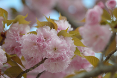 八重桜#1