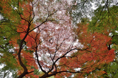 皇居東御苑_01