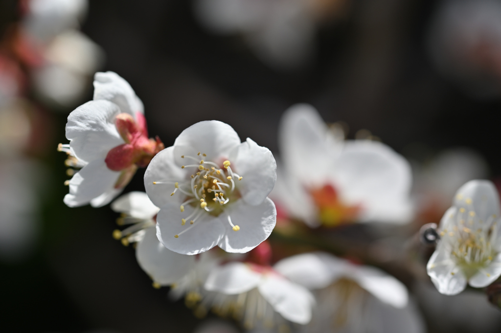 木漏れ陽に際立つ