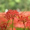 野川観察園_#16