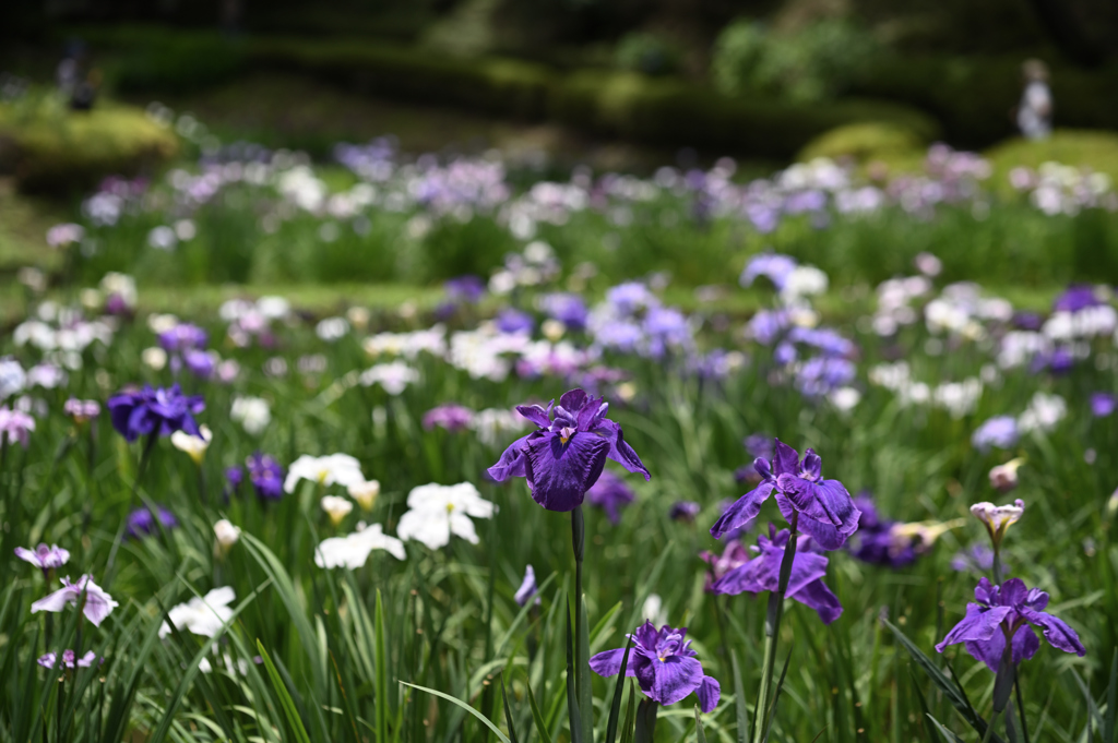 花しょうぶ_10