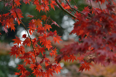 皇居東御苑_03