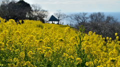 吾妻山公園_05