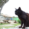島の黒猫