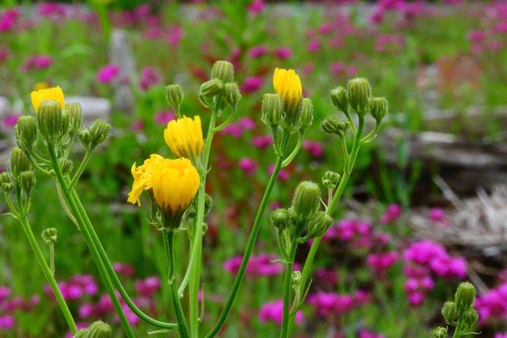 黄色の花