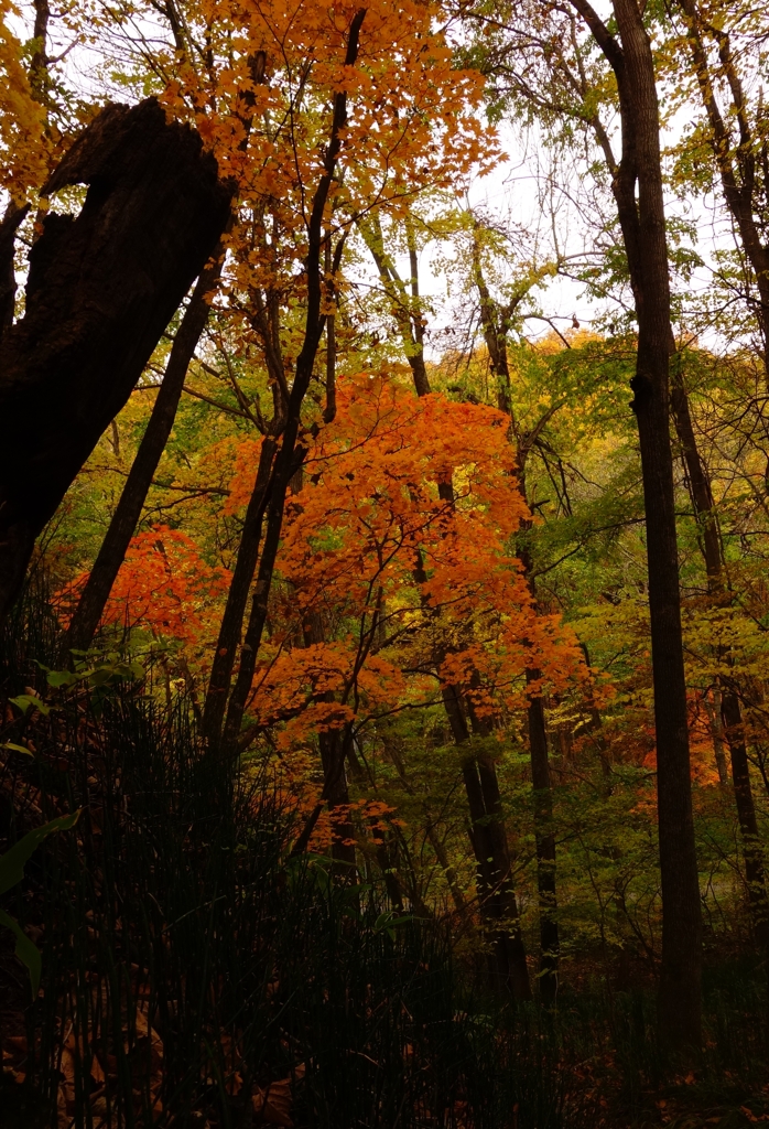 紅葉