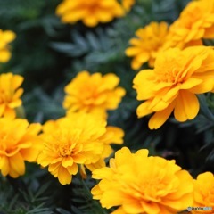 マリーゴールド