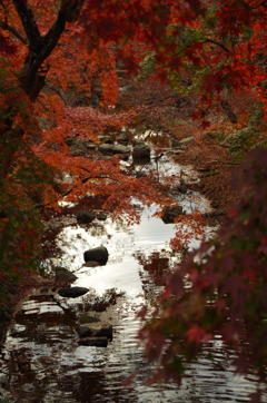奈良公園④