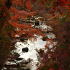 奈良公園④