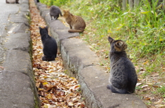 猫背