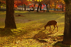 秋の奈良公園