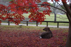 奈良公園⑤