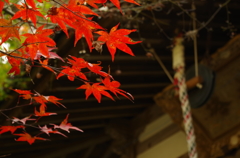 もみじ