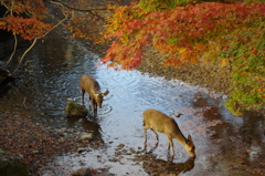 奈良公園①