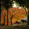 奈良公園②