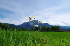 小さな花と武甲山