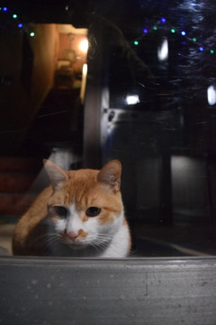 猫年もあればいいのににゃ